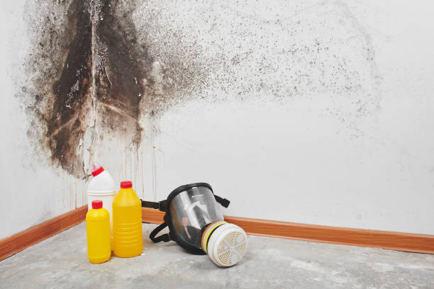 Best Mold Cleaning Services  in Moody, TX