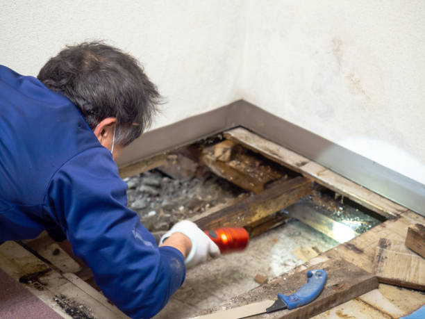 Best Mold Testing  in Moody, TX