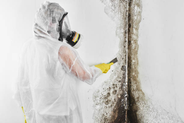 Trusted Moody, TX Mold Removal Experts