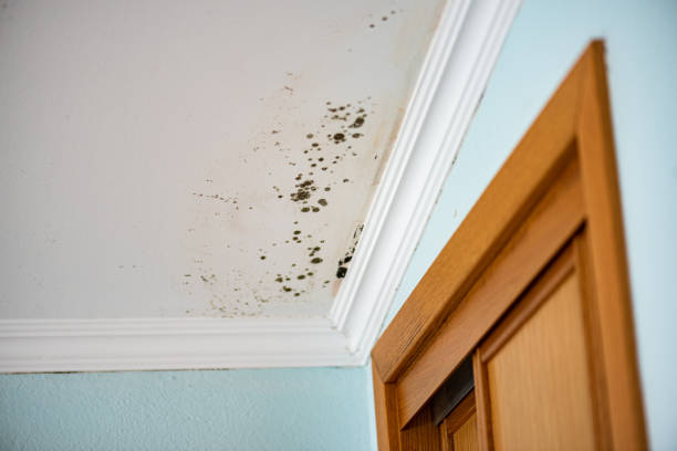Best Best Mold Removal Companies  in Moody, TX