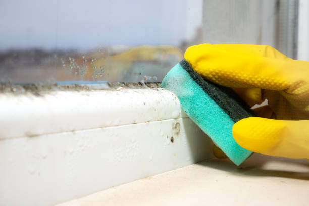 Mold Testing and Removal in Moody, TX