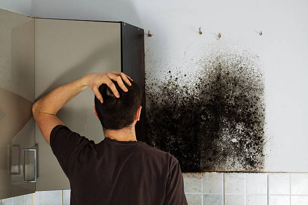 Best Mold Removal Company Near Me  in Moody, TX
