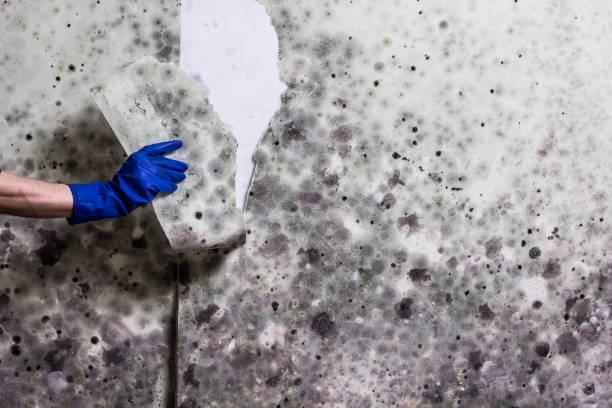 Best Emergency Mold Removal  in Moody, TX