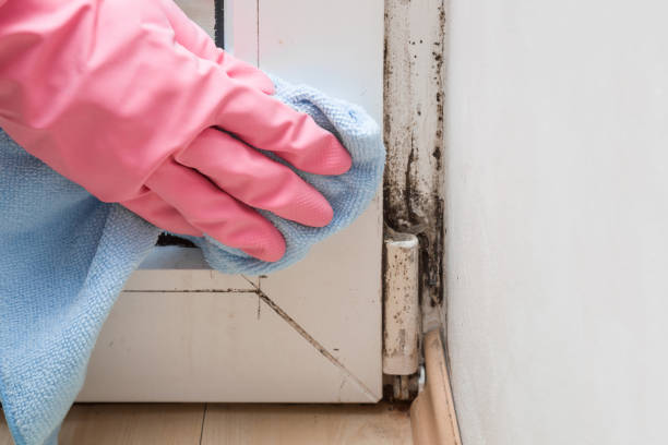 Best Residential Mold Removal  in Moody, TX