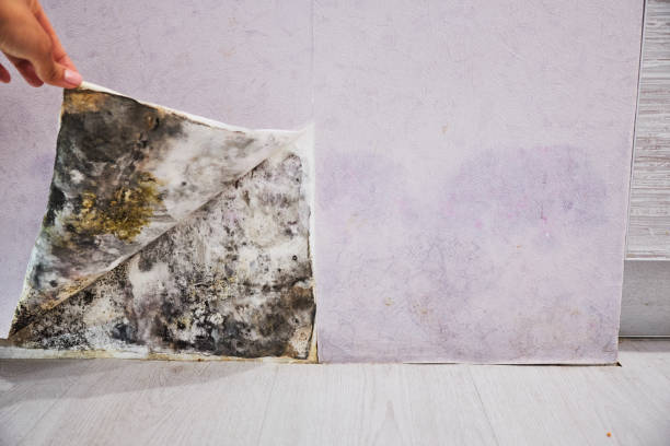 Mold Testing and Removal in Moody, TX